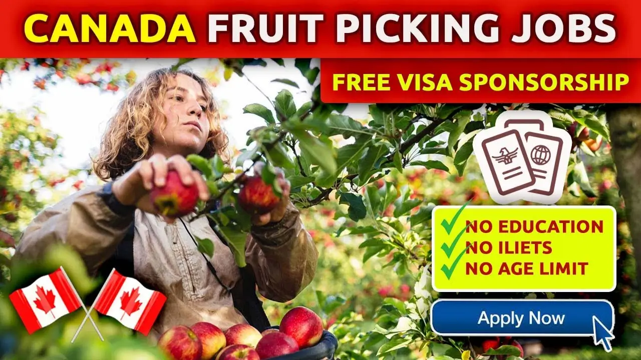 High-Paying Fruit Picking Job In Canada With Free VISA Sponsorship